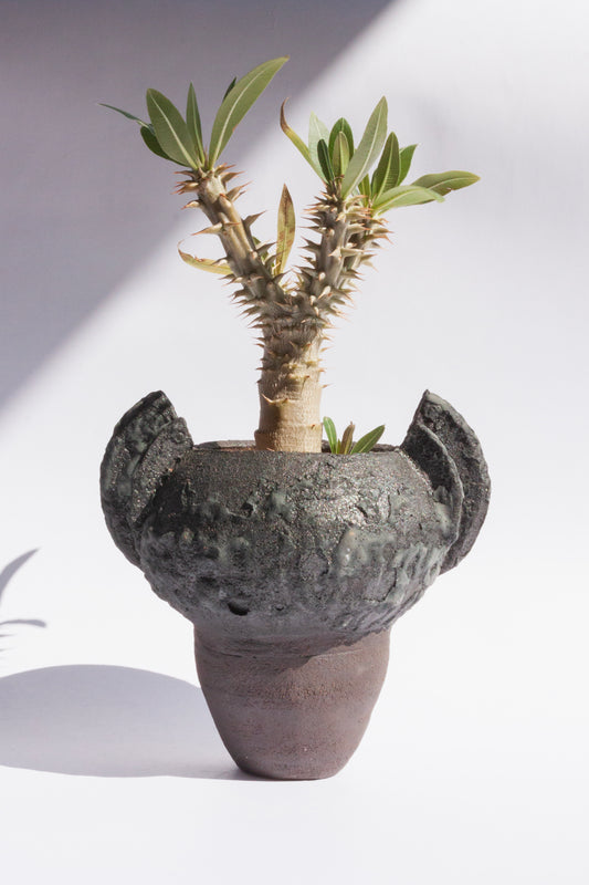 Pachypodium Densiflorum